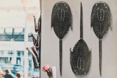 1_Horseshoe_crab_1